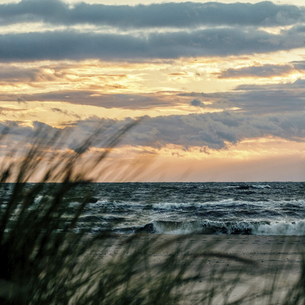 Bewegung als Energie des Pferdes