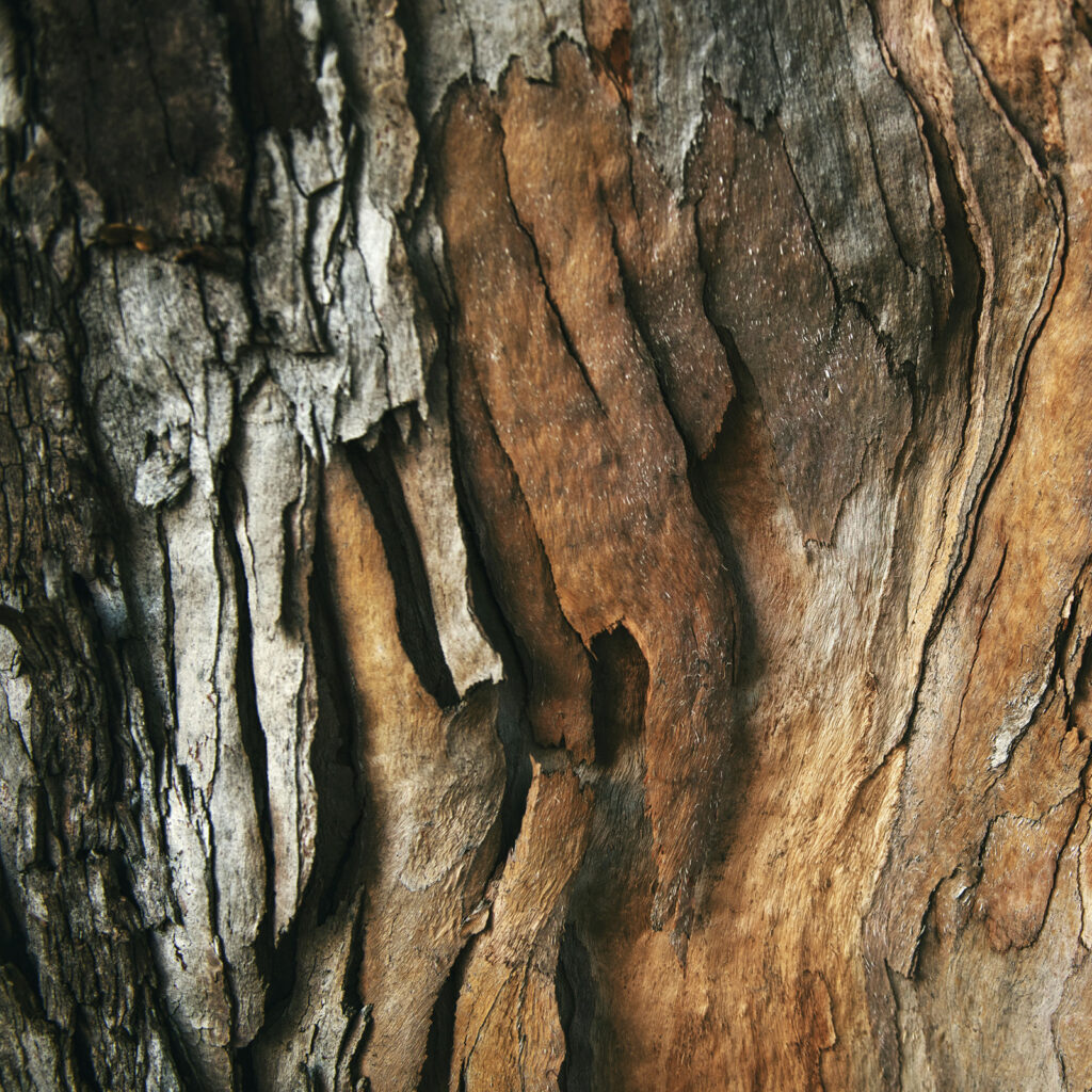 Tiefe Häutung im Jahr der Schlange