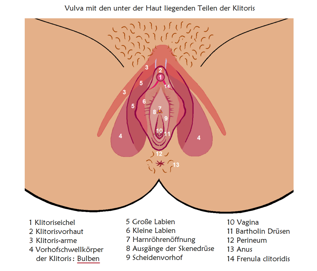 Anatomische Darstellung der Vulva mit Beschriftung der äußeren und inneren Strukturen, inklusive Klitoris, Vulvalippen, Harnröhrenausgang und Bartholindrüsen